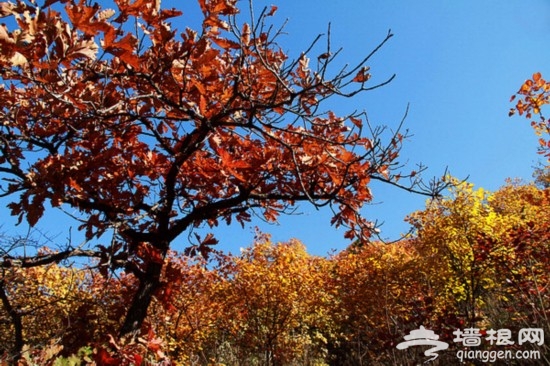 北京秋天旅游好去處—八達嶺森林公園