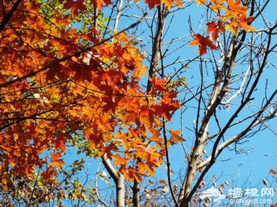 醉賞金秋 妙峰山紅葉飄飄飛舞