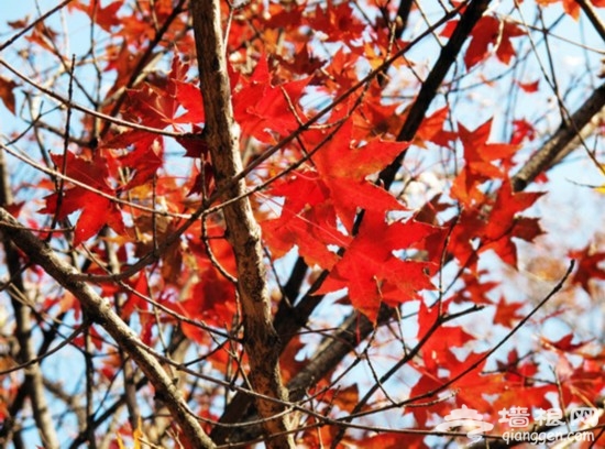 醉賞金秋 妙峰山紅葉飄飄飛舞