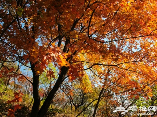 醉賞金秋 妙峰山紅葉飄飄飛舞