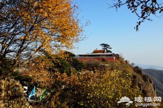 醉賞金秋 妙峰山紅葉飄飄飛舞