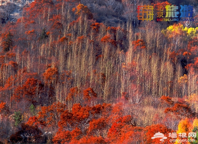 2014北京入秋賞紅葉 京城紅葉哪裡紅