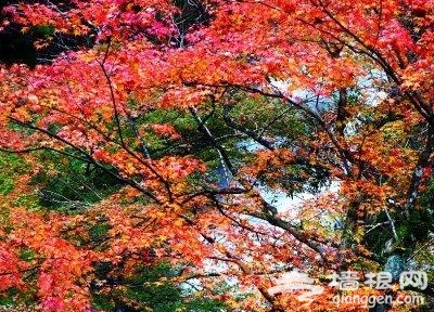 愛在初秋 北京18大紅葉觀賞地[牆根網]