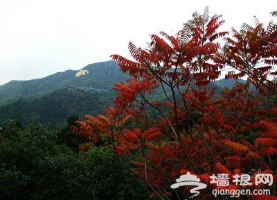 愛在初秋 北京18大紅葉觀賞地[牆根網]