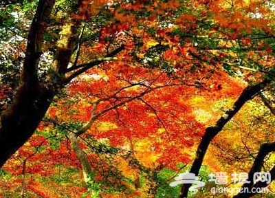 愛在初秋 北京18大紅葉觀賞地[牆根網]