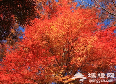 愛在初秋 北京18大紅葉觀賞地[牆根網]