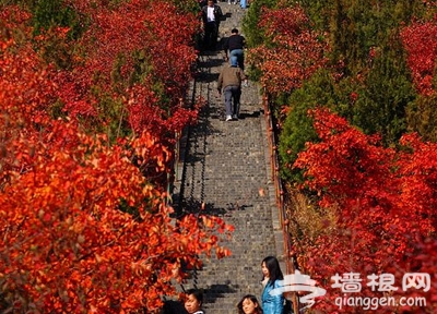 愛在初秋 北京18大紅葉觀賞地[牆根網]