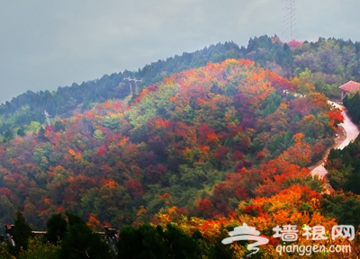 愛在初秋 北京18大紅葉觀賞地[牆根網]