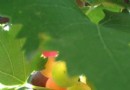 大興采育葡萄園