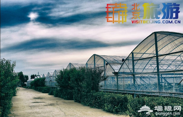京郊密雲天葡莊園——都是葡萄惹的禍