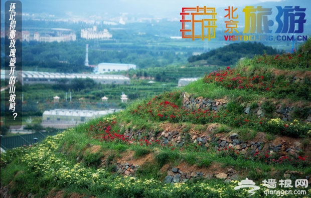 京郊玫瑰情園——這裡有愛情也有你