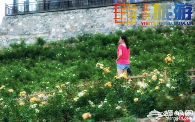 京郊玫瑰情園——這裡有愛情也有你