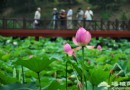 夏日荷花別樣“艷”  京城賞荷勝地推薦
