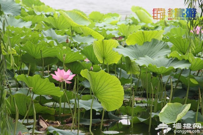 2014北京圓明園第十九屆荷花節（開放時間+門票價格）