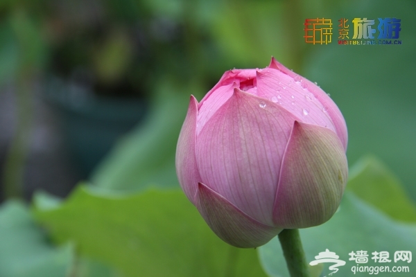 京城賞荷好地方 2014北京蓮花池公園賞荷