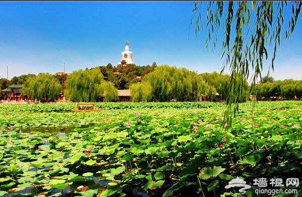 北海公園賞荷花 看蓬萊仙境的優雅景致