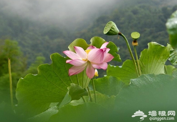 什剎海賞荷花 美景美食兩不誤