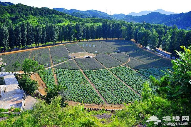 紫海香堤香草藝術莊園 聞香識色浪漫之約