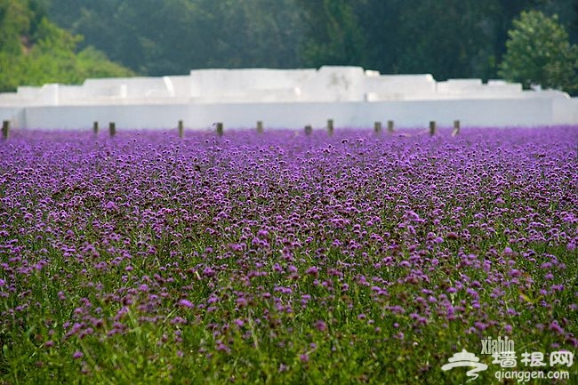 紫海香堤香草藝術莊園 聞香識色浪漫之約