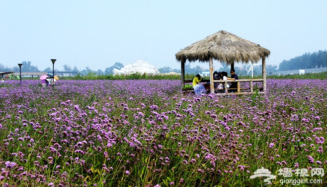 北京藍調莊園 薰衣草的浪漫之約