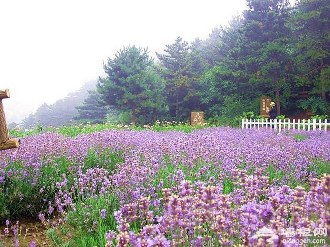 雲峰山薰衣草之約 坐地輕攬花香滿懷