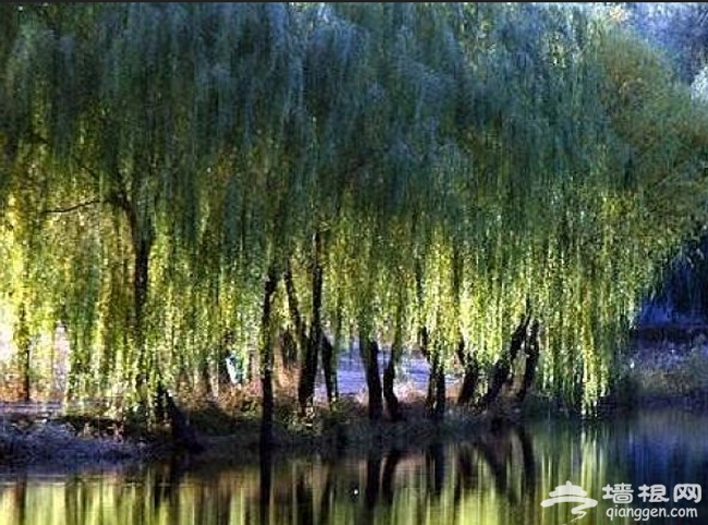 帶著寵物去旅游 北京可以帶狗狗玩的地方大集合！