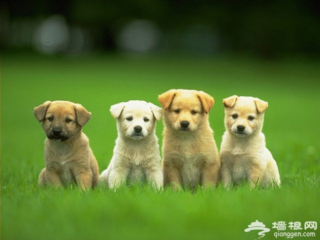 帶著寵物去旅游 北京可以帶狗狗玩的地方大集合！