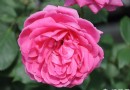 2014北京哪裡賞月季花 北京觀賞月季花的好地方