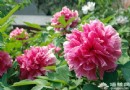 五一京郊游：踏青 賞花 采摘