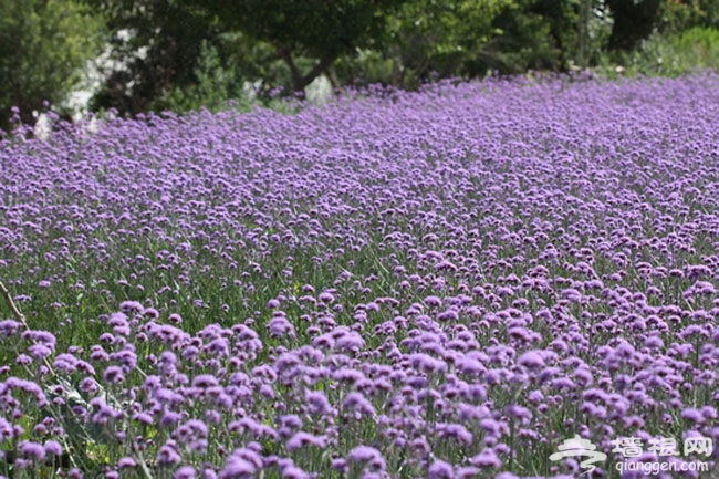 通州花仙子萬花園“冰島虞美人節”即將開幕