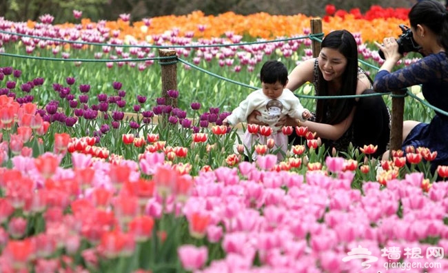 2014北京賞郁金香好地方 北京植物園郁金香盛開