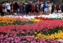 2014北京賞郁金香好地方 北京植物園郁金香盛開