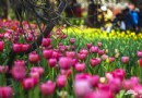 中山公園郁金香花展
