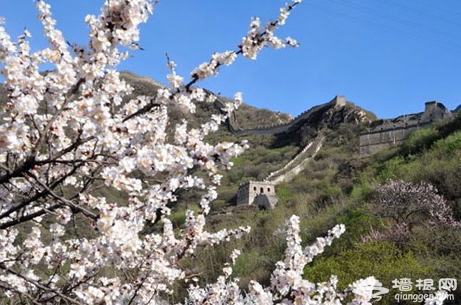 2014北京春游賞花好去處 八達嶺古長城杏花節