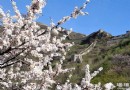 2014北京春游賞花好去處 八達嶺古長城杏花節