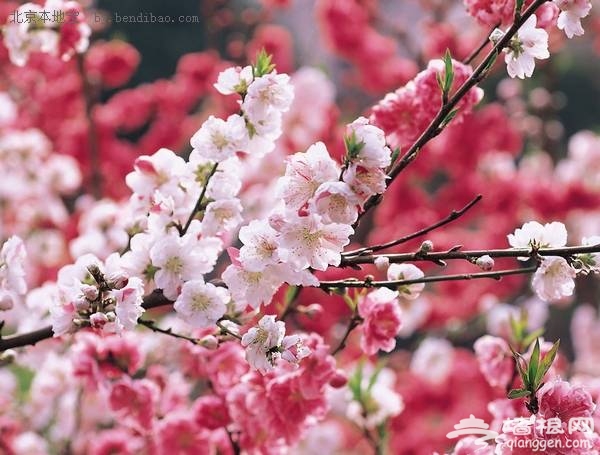 4月去哪玩 賞花親水觀鳥追逐春天的腳步