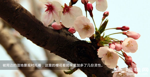 2014平谷桃花節深度游玩攻略 (桃花節時間、花海地點、自駕線路)