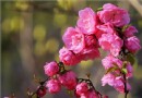 2014清明節去哪玩？京郊踏青賞花地推薦