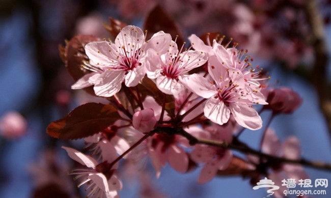 春天，花時間，看花