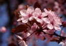 北京春季賞花大盤點 按著月份去賞花