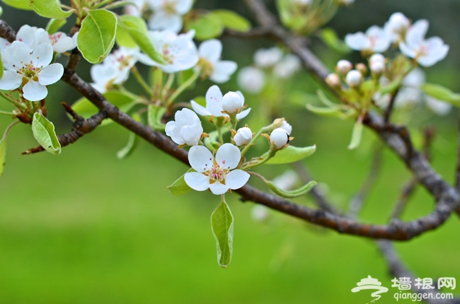 春天，花時間，看花