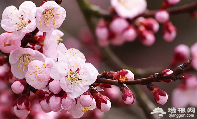 春天，花時間，看花