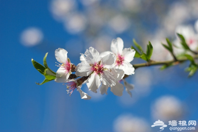 春天，花時間，看花