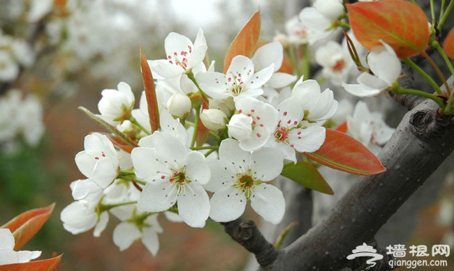 春天，花時間，看花