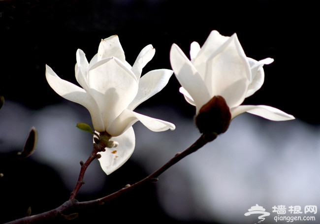 春天，花時間，看花