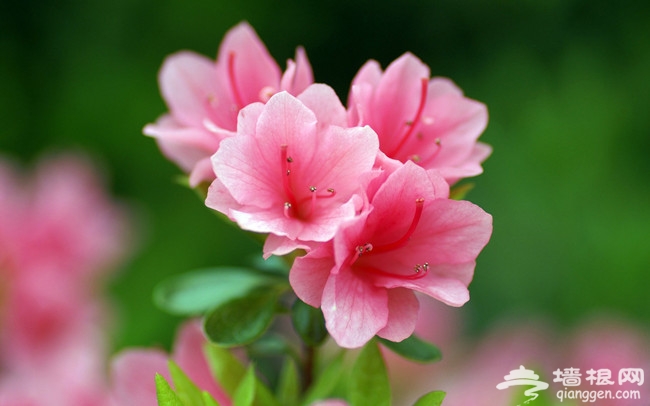 春天，花時間，看花