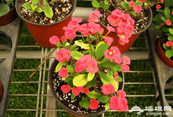 春游去哪玩?世界花卉大觀園