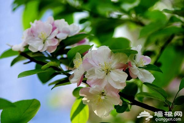 北京海棠花觀賞地推薦