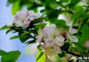 北京哪裡可以看海棠花?北京海棠花觀賞地推薦