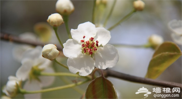 4月賞梨花去哪兒 盤點北京周邊賞梨花地[牆根網]